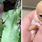 Family Finds ‘Baby Alien’ Creature With 6 Arms in Texas (video)
